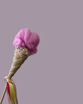 Ice-Cream Magic Wand